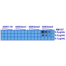 Anti-Histone H3K4me3 (Tri-methyl Lys4) antibody [RM137] used in Dot blot (Dot). GTX60876